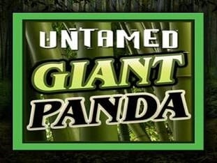 Untamed - Giant Panda